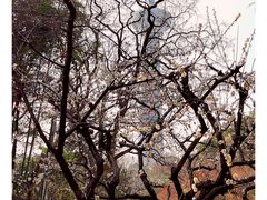 -南京古林公园