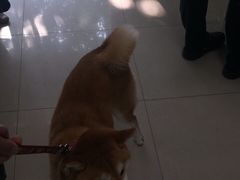 -申普宠物医院·眼科·心内科·影像科(普陀分院)