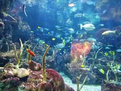 -西雅图水族馆