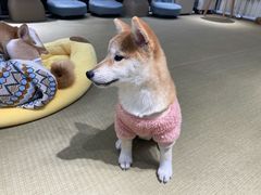 -逗柴咖啡屋·狗咖猫咖宠物桌游
