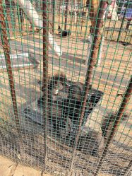 -萌宠亲子动物乐园(槐房万达店)