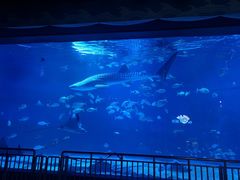 -烟台海昌鲸鲨海洋公园