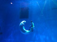 -芜湖新华联大白鲸海洋公园