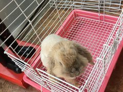 -宠物兔专门店(天丰利市场店)