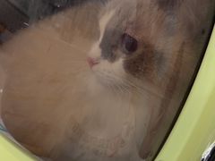 -艾贝尔宠物医院·宠保定点·超声绝育·免疫点(樱花路店)