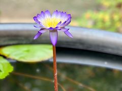 -龙华寺
