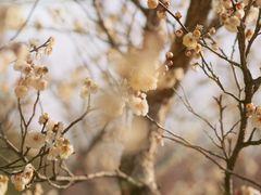 -蜀冈西峰生态公园