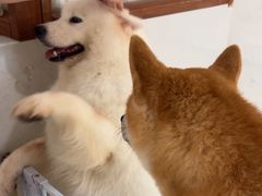 -共舞时光猫咖·狗咖(新街口店)