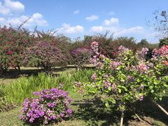 -西双版纳原始森林公园