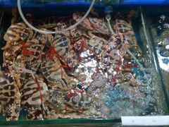 -鸿港海鲜批发市场