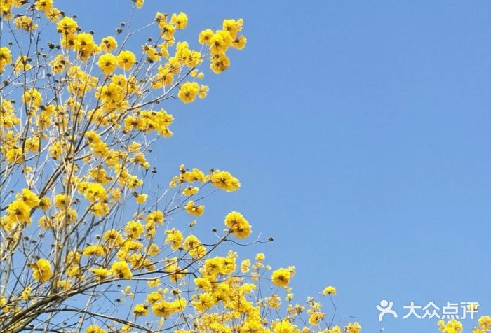 松山湖南湖湾露营营地图片