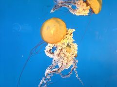 -太平洋海底世界