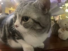 -咖法森林·咖啡  酒吧(天河店)