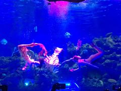 -芜湖新华联大白鲸海洋公园