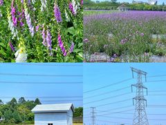 -紫颐香薰山谷景区
