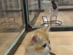 -袖虎·猫馆(体育西路店)