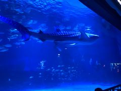 -烟台海昌鲸鲨海洋公园