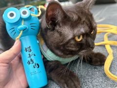 -猫抓烤肉(春熙路店)