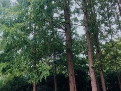 -新虹桥中心花园