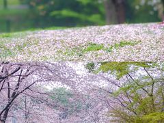 -顾村公园