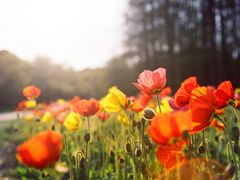 -上海共青森林公园