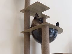 -猫力发电所·宠物专门店