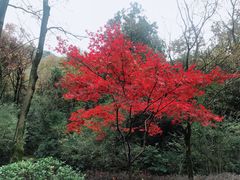 -杭州半山国家森林公园