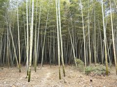 -同里国家湿地公园