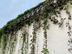 -青果巷历史文化街区