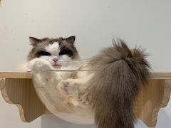 -momokira米努特·德文卷毛猫·棉花面纱犬
