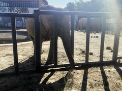 -新疆天山野生动物园