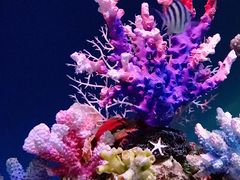 -上海海昌海洋公园