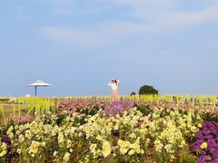 -空港花田景区