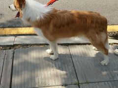 -瑞派宠物医院·24h·骨外科·皮肤科·全科宠物医疗转诊中心(沈阳浑南院)