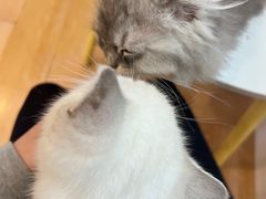 -猫咪派对(江南西店)
