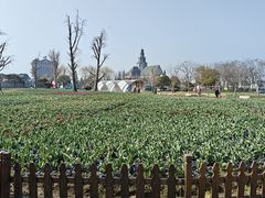 -荷兰花海