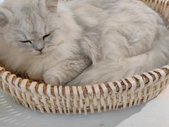 -怪兽屋·羊驼·猫咖·狗咖(俊华广场店)