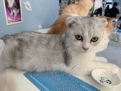 -喵的天空名猫咖啡馆·撸猫·猫舍·用品