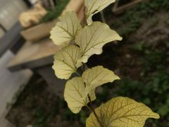 -石家庄市植物园