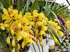 -桂林市花鸟市场