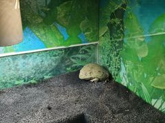 -上海大自然野生昆虫馆