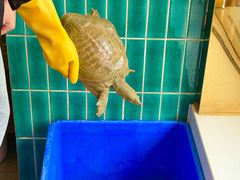 -大圣甲(汉口店)