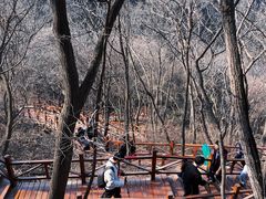 -大岭沟猕猴桃谷风景区