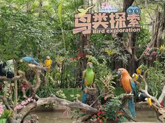 -广州长隆飞鸟乐园