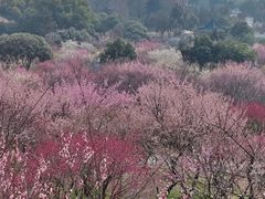-无锡梅园公园