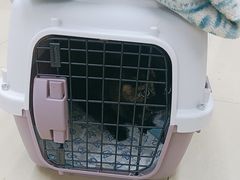 -瑞派动物医院·猫专科·至诚(江南中分院)