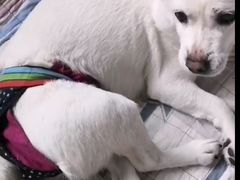 -佑安动物医院·全科·内窥镜中心(幸福巷店)