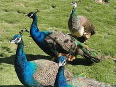 -西霞口神雕山野生动物世界