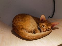 -飞行喵MR PILOT|猫舍·猫咖(静安大融城店)