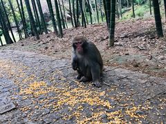 -苏州上方山国家森林公园